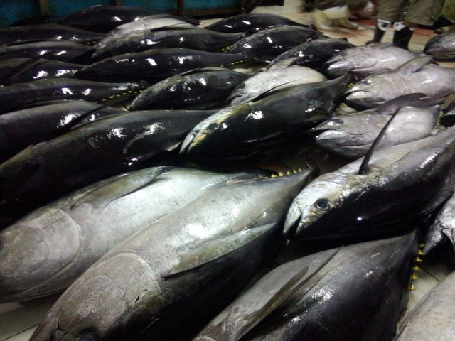 Pendaratan Tangkapan ikan tuna (Dokumentasi pribadi)