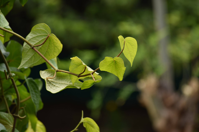Ilustrasi Cara Menanam Sirih. Foto: dok. Vetrivel Viswanathar (Unsplash.com)