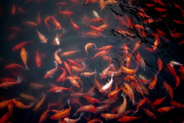 Tujuan pemberian kapur pada kolam tradisional adalah. Sumber: unsplash.com