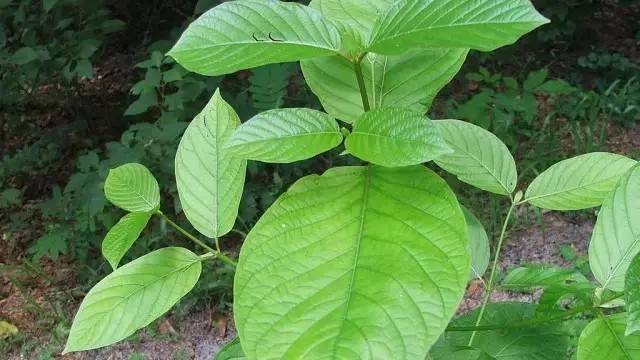 Ilustrasi daun kratom. Foto: Wikipedia