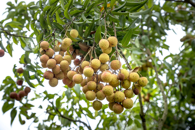Ilustrasi buah kelengkeng. Foto: Pexels.com