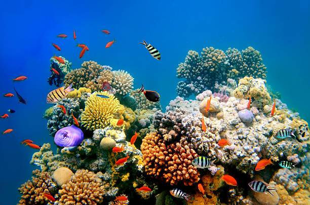 Kunci Jawaban TTS Soal Pulau di Provinsi Papua, Foto: Unsplash.