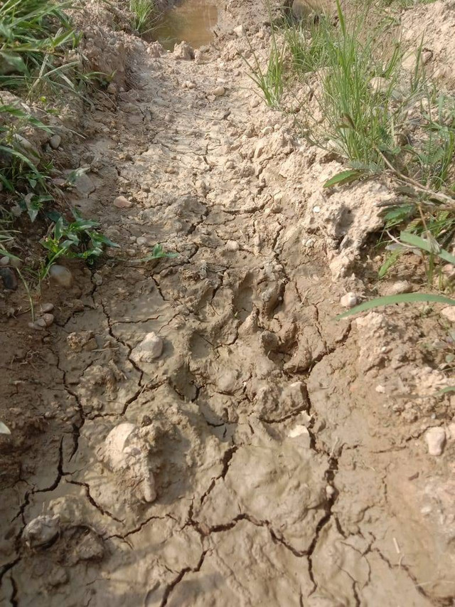 Jejak harimau di area perkebunan warga Dusun CV.9, Desa Panton Rayeuk, Kecamatan Banda Alam, Aceh Timur. Foto: Dok. Istimewa