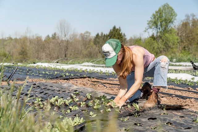 Ilustrasi Cara Menanam Rumput Jepang untuk Mempercantik Taman. Foto: dok. Zoe Schaeffer (Unsplash)