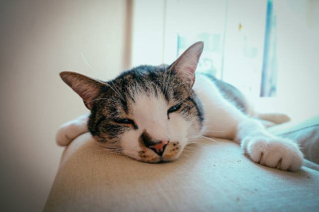 ilustrasi cara merawat kucing ras. Sumber foto: pixels