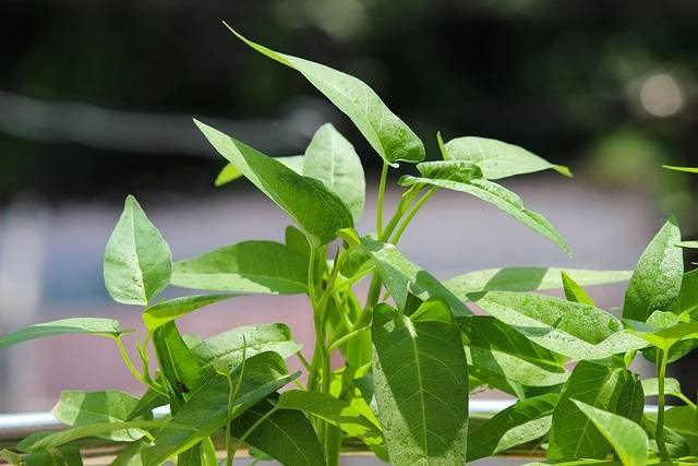 Ilustrasi cara menanam kangkung di polybag. Foto: Pixabay