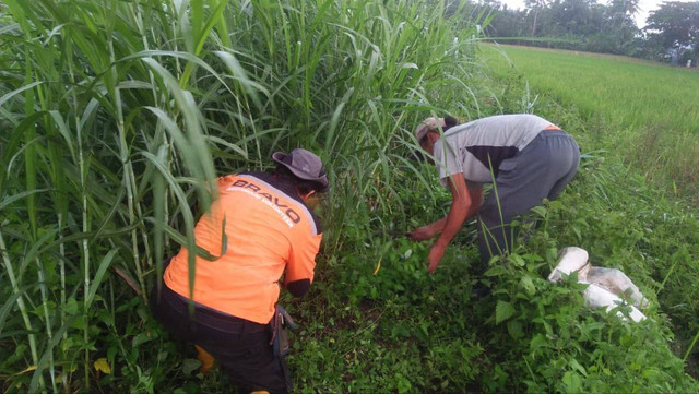 Peternak mendapatkan bantuan rumput usai hujan abu guyur daerah Magelang. Foto: hermanto/Tugu Jogja