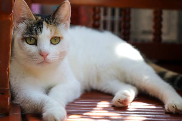 Inspirasi obat kutu kucing alami, sumber foto: Cats Coming by pexels.com
