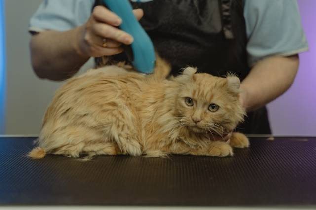 Inspirasi grooming kucing, sumber foto: Tima Miroshnichenko by pexels.com