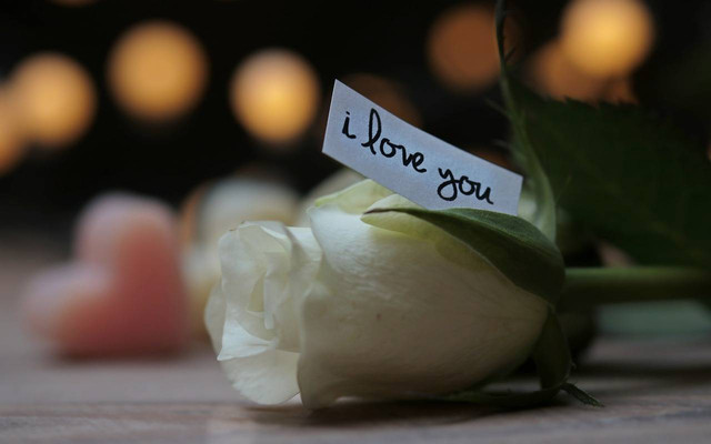 Arti bunga mawar putih, foto: Pixabay