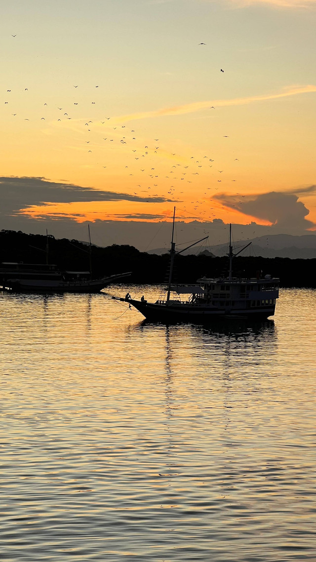 Ribuat kelelawar bermigrasi dari Pulau Kalong untuk mencari makan. Foto: Adhie Ichsan/kumparan
