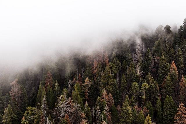 Ilustrasi kegunaan kegiatan penghijauan, sumber foto Vladimir Kudinov from Pexels