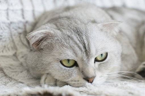 Ilustrasi Ciri-Ciri Kucing Scottish Fold. Sumber: Pixabay