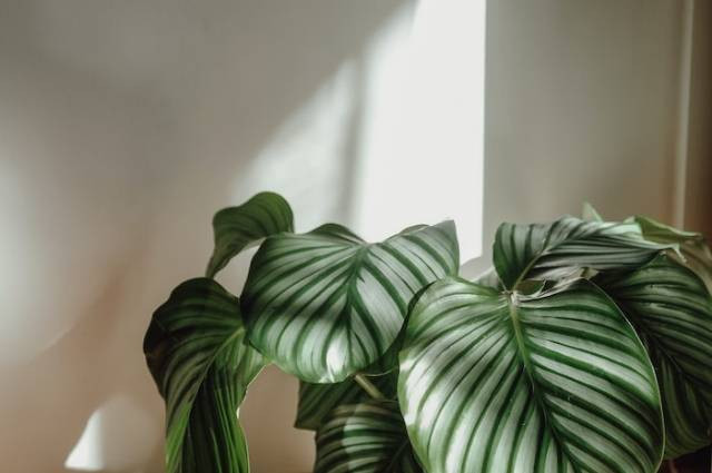 Inspirasi cara merawat calathea, sumber foto: Muverrihhanim by pexels.com