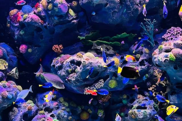 Inspirasi cara merawat ikan guppy, sumber foto: Christy B by pexels.com