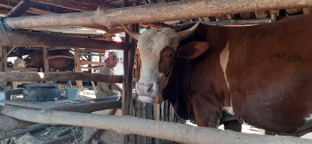Ilustrasi ternak sapi. Foto: erfanto/Tugu Jogja