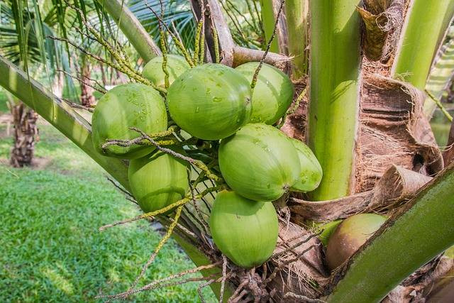 Ilustrasi cara menanam kelapa. Foto: Pixabay