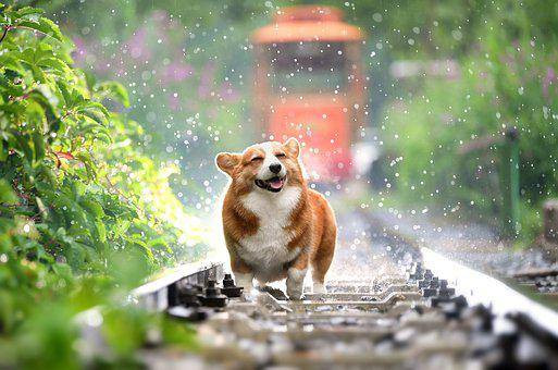 Ilustrasi Rekomendasi Minyak Ikan untuk Anjing. Sumber: Pixabay