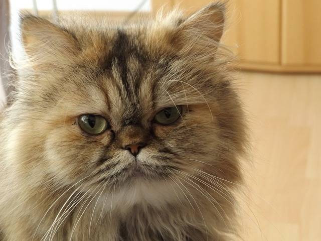 Ilustrasi kucing Persia (Pixabay)