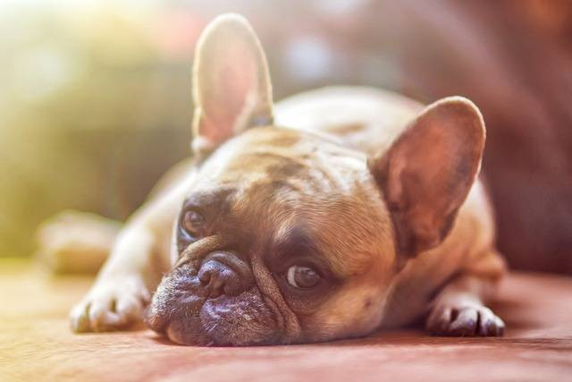 Ilustrasi ciri-ciri anjing sakit. Foto: Pixabay