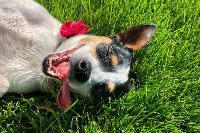 Inspirasi ciri-ciri anjing mau mati, sumber foto: Laura Habegger by pexels.com