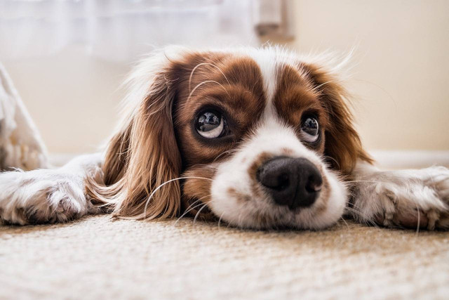 Ilustrasi berapa lama anjing hamil. Sumber foto Pixabay