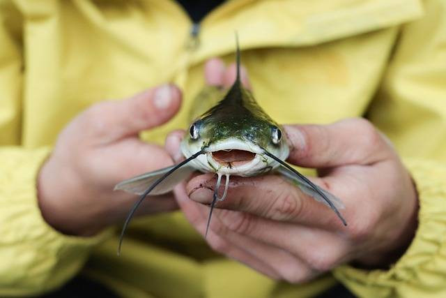 Ilustrasi cara menangkap ikan lele. Foto: Pixabay