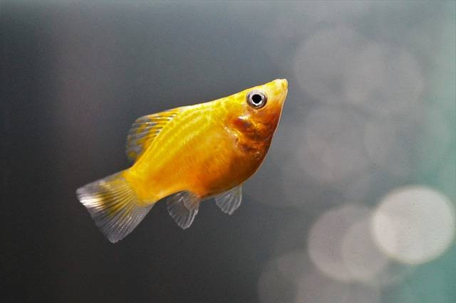 Ilustrasi cara budidaya ikan molly. Foto: Pixabay