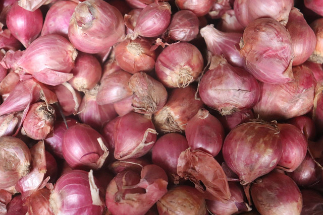 Ilustrasi cara menanam bawang merah di gelas aqua agar berhasil. Sumber foto: unsplash