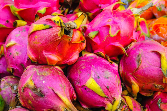 Ilustrasi cara menanam buah naga agar cepat berbuah. Sumber foto: Unsplash