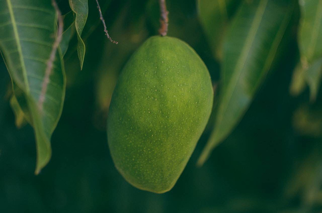 Ilustrasi cara menanam mangga dari biji. Sumber: MESSALA CIULLA/pexels.com 