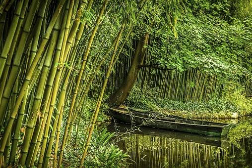 Ilustrasi Cara Menanam Bambu Air. Sumber: Pixabay