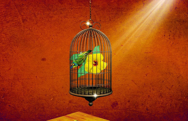 Ilustrasi cara ternak burung ciblek. Sumber foto: Mollyroselee/Pixabay.