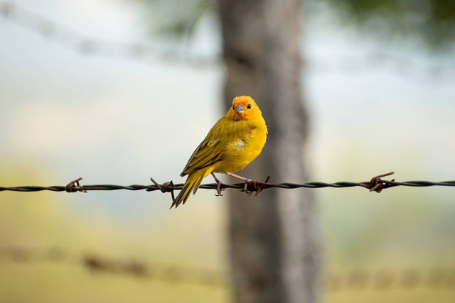 Ilustrasi foto cara menurunkan birahi burung kenari yang ampuh. Sumber foto: Unsplash