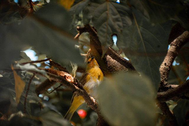 Ilustrasi foto cara ternak burung kenari untuk pemula. Sumber foto: Unsplash