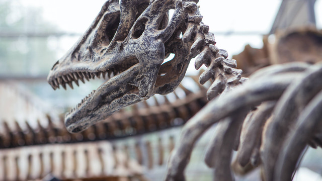 Ilustrasi Jawaban Teka-teki Silang untuk Reptil Purba Selandia Baru. Foto: dok. Boukaih (Unsplash)