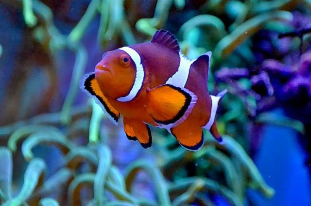 Ilustrasi cara merawat ikan nemo. Sumber foto: Jiří Mikoláš by pexels.com