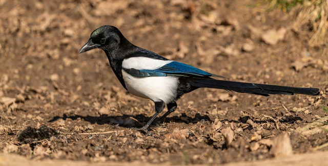 Ilustrasi foto cara ternak burung murai bagi pemula agar berhasi;. Sumber foto: Pexels