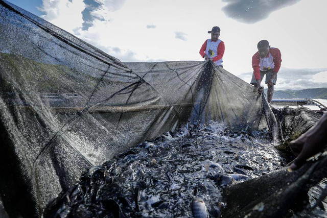 Anak muda Papua yang tergabung dalam Papua Youth Creative Hub (PYCH) menggencarkan kegiatan budi daya ikan. Dok ist Foto: Dok. Istimewa
