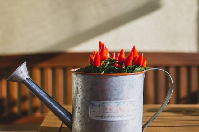 Ilustrasi cara menanam cabe hidroponik. Sumber foto: Krisztina Papp by pexels.com