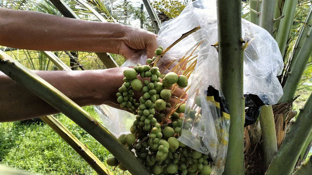 Pohon kurma yang berbunga. Foto: Maria Wulan/Tugu Jogja