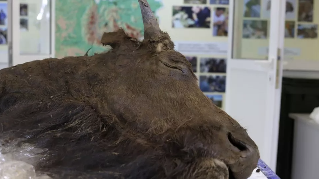 Ilustrasi bison purba yang terawetkan alami.  Foto: North-Eastern Federal University