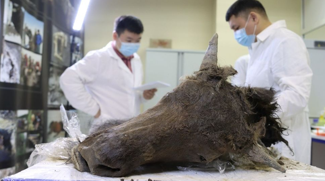 Kepala bison purba yang bakal dikloning.  Foto: North-Eastern Federal University