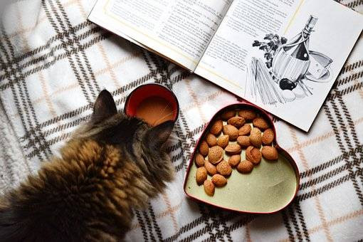 Ilustrasi Rekomendasi Dry Food Kucing. Sumber: Pixabay
