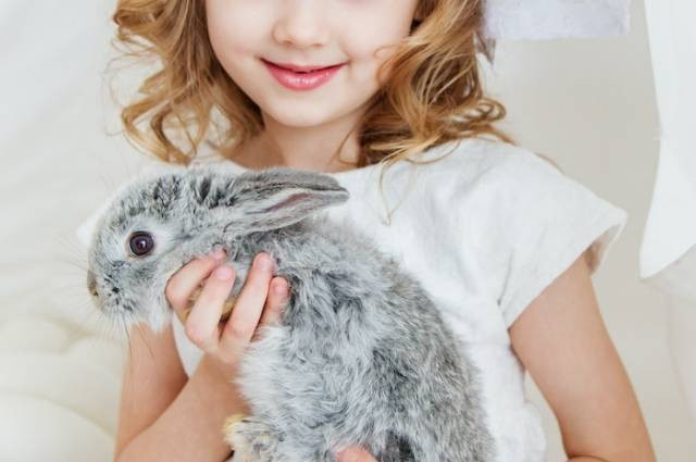 Inspirasi ciri-ciri kelinci stres, sumber foto: Anastasiya Gepp by pexels.com