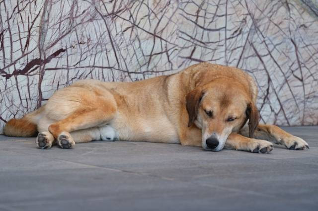 Inspirasi anjing tidak mau makan dan lemas, sumber foto: Engin Akyurt by pexels.com