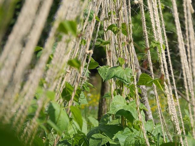 Ilustrasi cara menanam kacang panjang. Foto: Pixabay