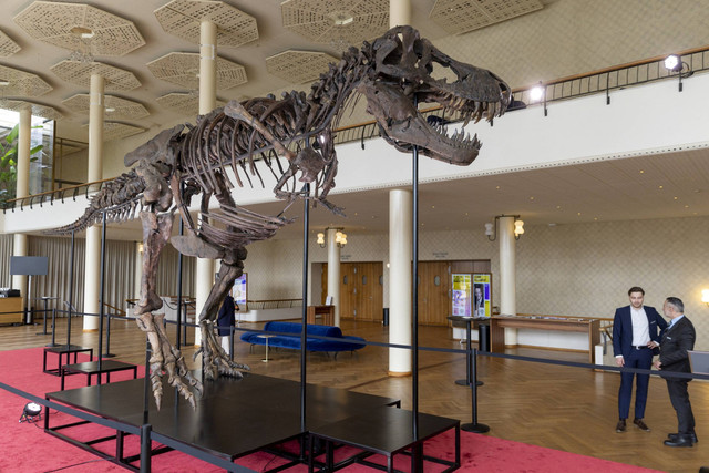 Kerangka T-Rex berusia 67 juta tahun bernama TRX-293 TRINITY Tyrannosaurus terlihat saat pratinjau di rumah lelang Koller di Zurich, Swiss. Foto: Denis Balibouse/REUTERS