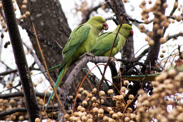 Ilustrasi jenis burung parit. sumber foto: Pexels. Photographer: Liron Malyanker. 