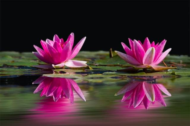 Inspirasi tanaman air untuk kolam, sumber foto: Pixabay by pexels.com